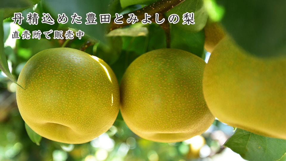 丹精込めた豊田とみよしの梨 直売所で販売中