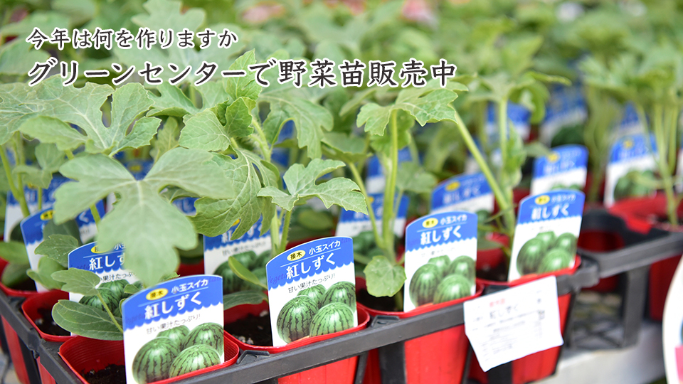 今年は何を作りますか グリーンセンターで野菜苗販売中