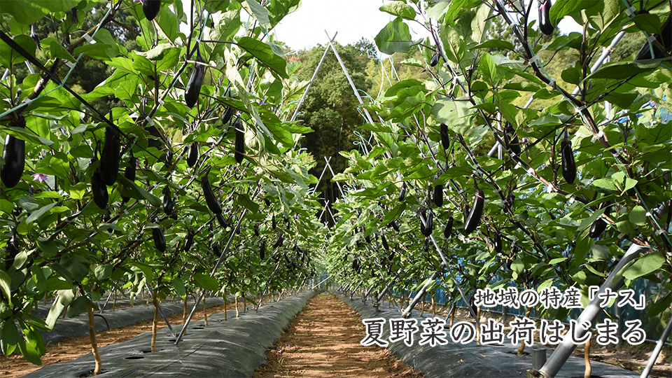 地域の特産「ナス」夏野菜の出荷はじまる