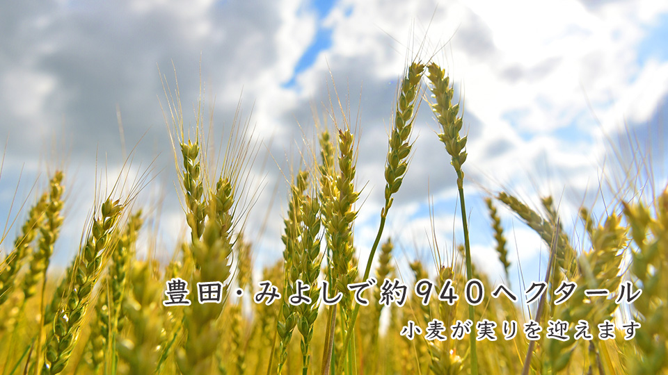 豊田・みよしで約940ヘクタール 小麦が実りを迎えます