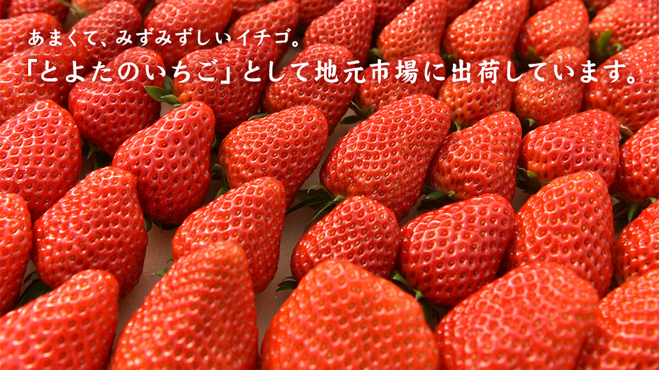 あまくて、みずみずしいイチゴ。「とよたのいちご」として地元市場に出荷しています。