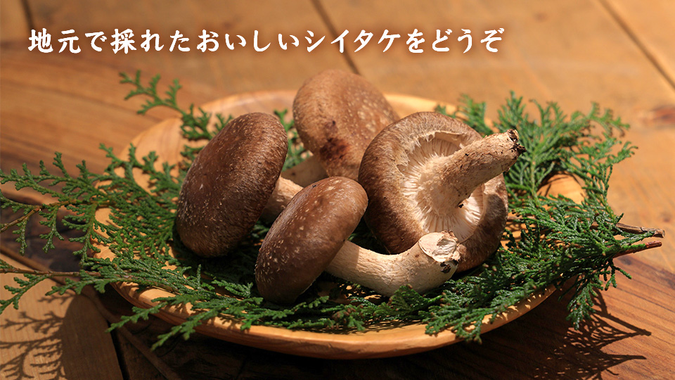地元で採れたおいしいシイタケをどうぞ