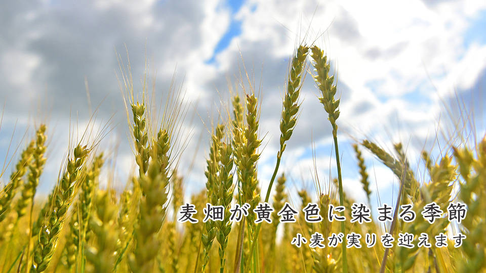 麦畑が黄金色に染まる季節 小麦が実りを迎えます