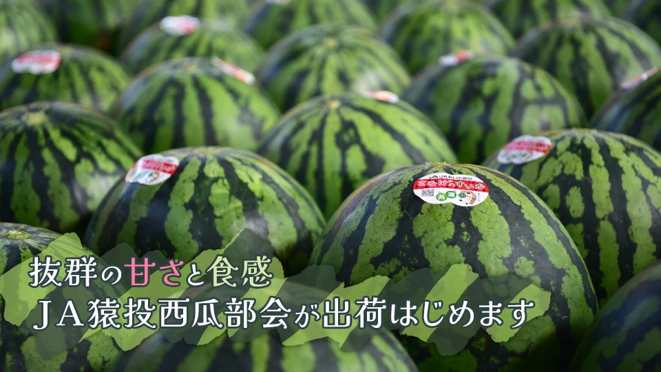 抜群の甘さと食感　ＪＡ猿投西瓜部会が出荷はじめます