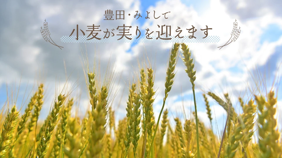 豊田・みよしで小麦が実りを迎えます