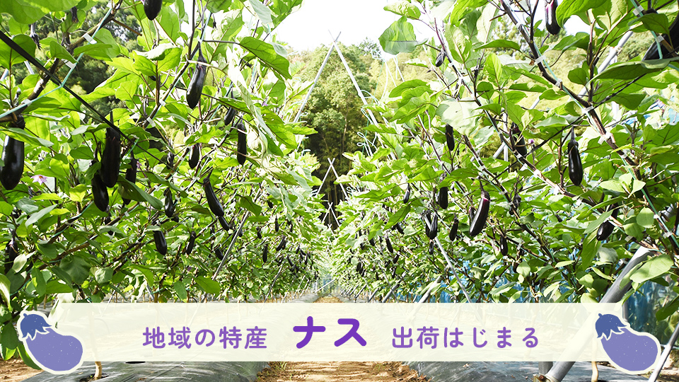 地域の特産「ナス」　出荷はじまる
