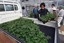 病害虫対策で共同育苗 来年冬出荷用イチゴ苗配布 ｊａあいち豊田いちご部会 ｊａあいち豊田