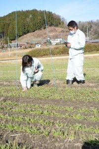 1215大麦ほ場巡回