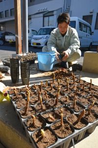 ワラビ栽培普及へ休耕田で試験 jaあいち豊田小原営農センター jaあいち豊田 ワラビ栽培普及へ休耕田で試験 jaあいち豊田小原営農センター jaあいち豊田